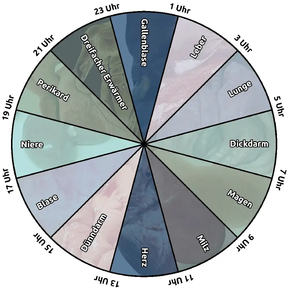 Die chinesische Organuhr ist ein Diagramm, das die Zusammenhänge zwischen den Organen und der Tageszeit veranschaulicht.